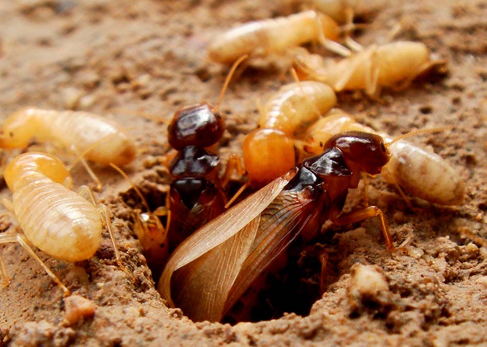 termite swarmers in tunnel nest